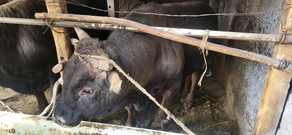 Продам 4 бычка на откорме