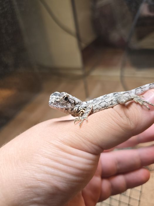 Chlamydosaurus kingii/ frilled dragon