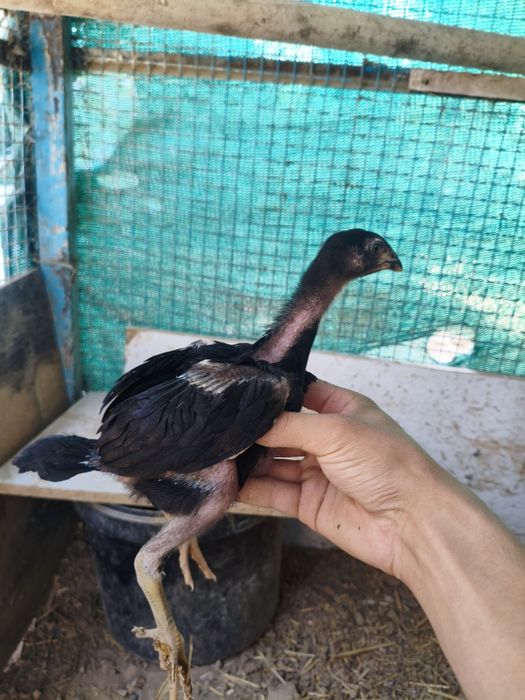 Dakan jojala sotiladi