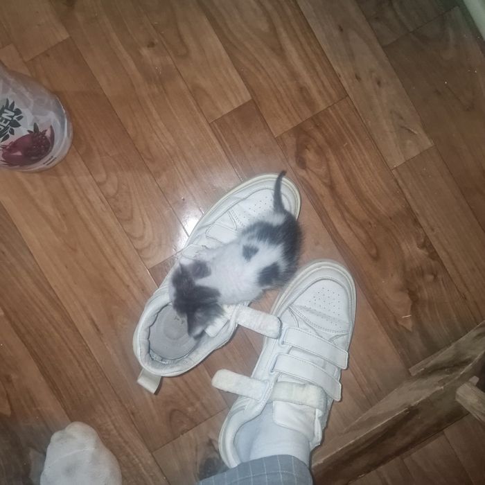 Үш егіз мысықтар құттай