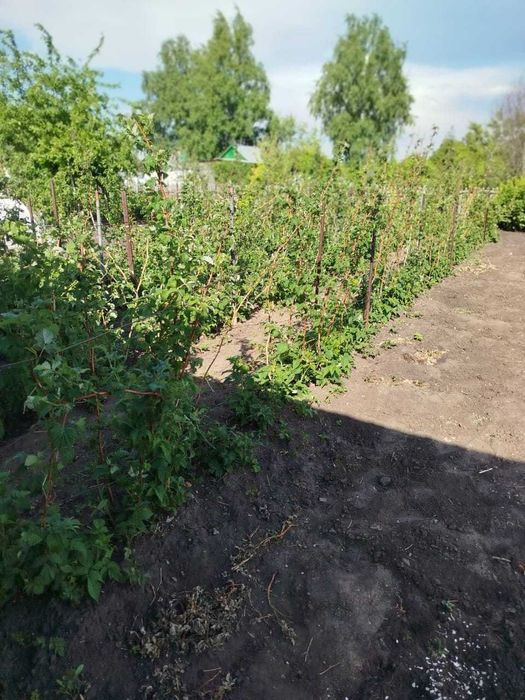 Продам дачу д/с Дружба