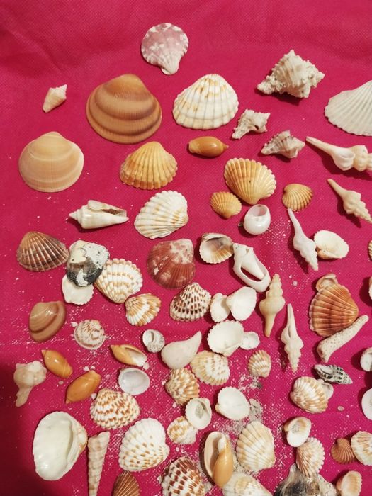 Ракушки крупные, мелкие