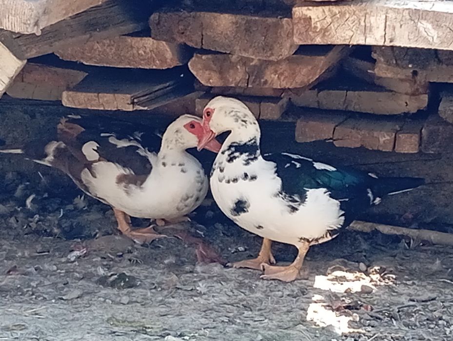 Индоуткалар сотилади