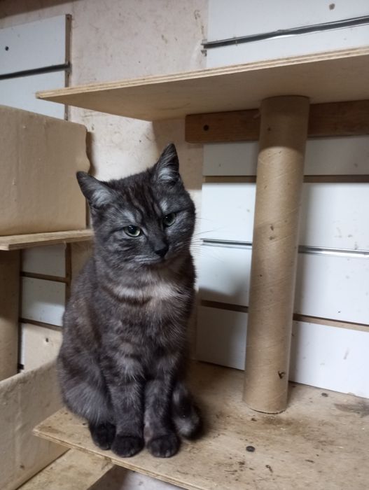 Британка метиска кошечка