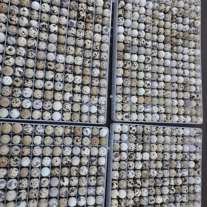 Инкубационный яйцо перепелки