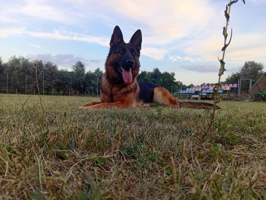 Femela Ciobanesc german