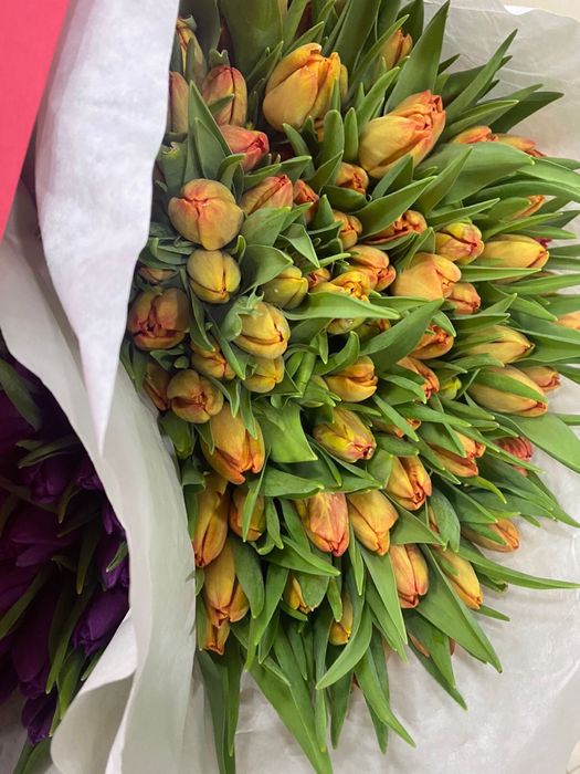 Тюльпвны оптом г.Алматы