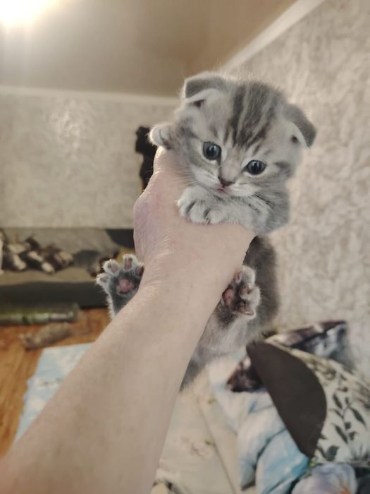 Милые шотландские фолдики