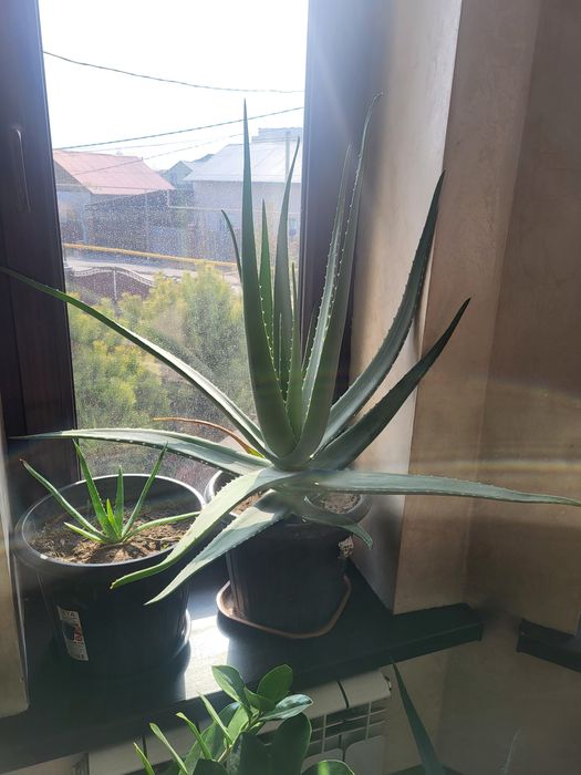 Продам цветок Алоэ