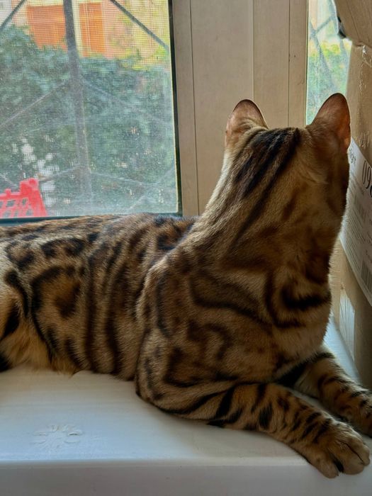 Бенгальская кошка