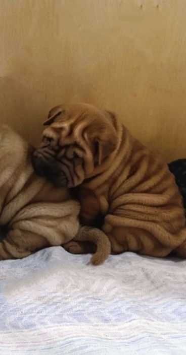 Щенки породистые Шарпей