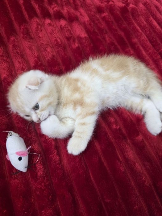 Котята мимишные.