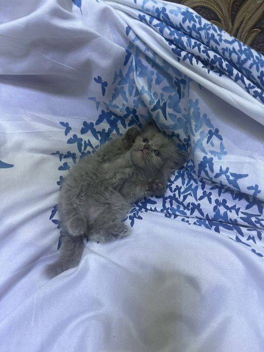 Mushuk bolalari sotiladi