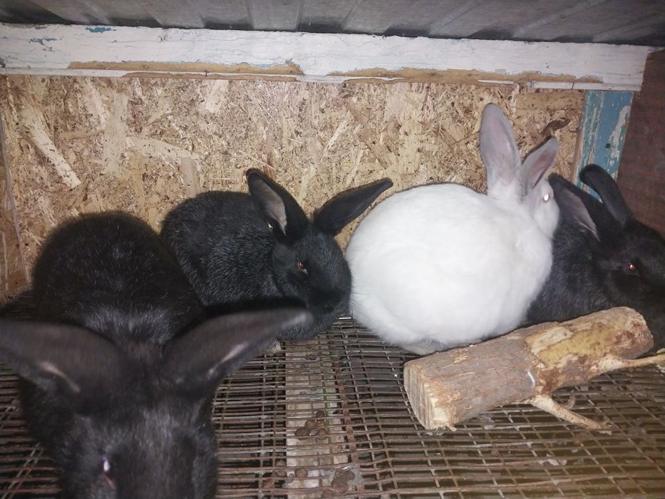 Продам  кроликов