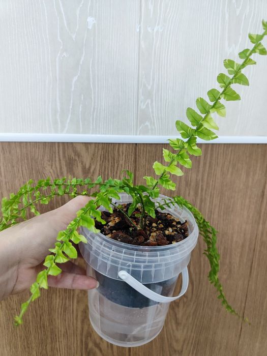 Нефролепис тигр (папоротник)