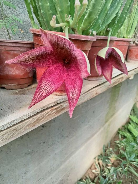 Стапелия /  Stapelia grandiflora