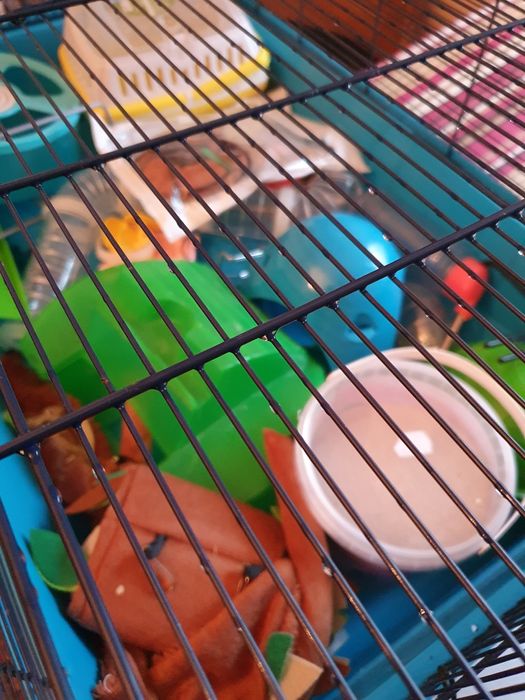 Cușcă pentru hamsteri cu accesorii