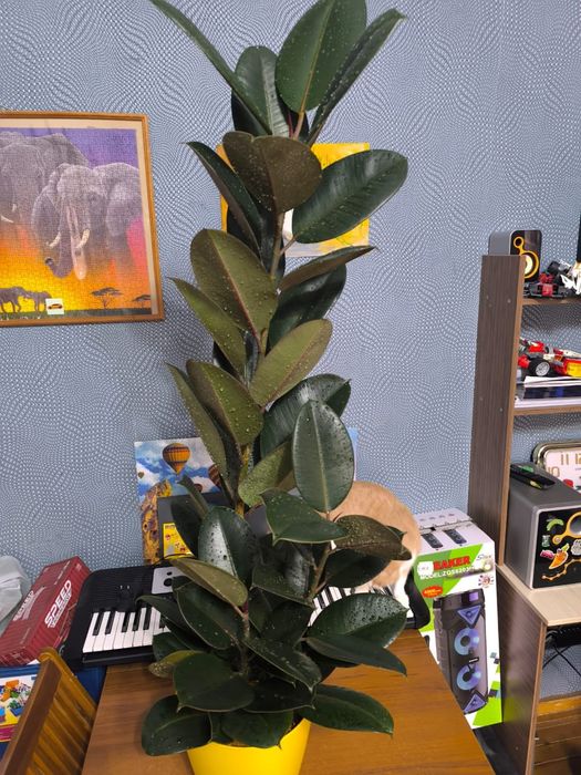 Фикус каучуконосный