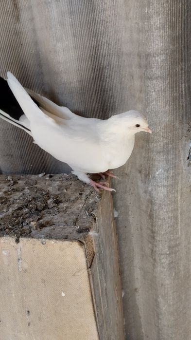 Продам бакинцов молодых