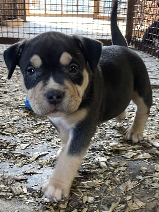 щенки американский булли