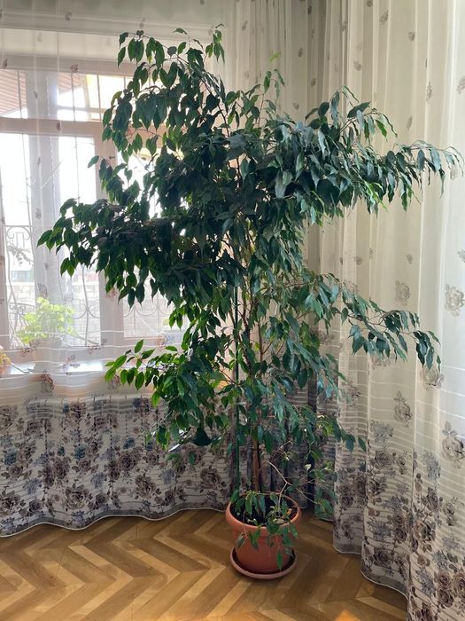 Комнатные цветы: Фикус бенджамина