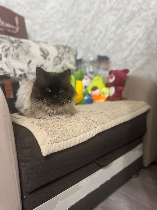 Отдам в добрые руки кота