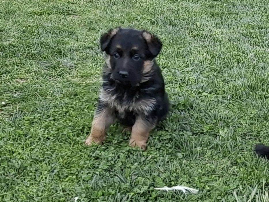 Малки немски овчарки