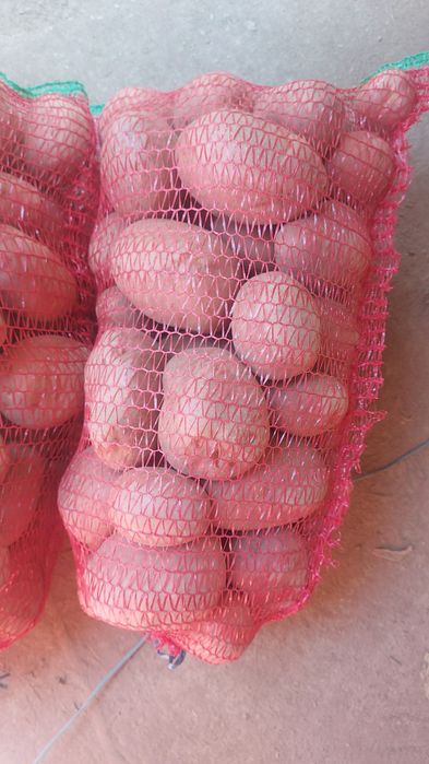 Cartofi roși de consum Belaroza