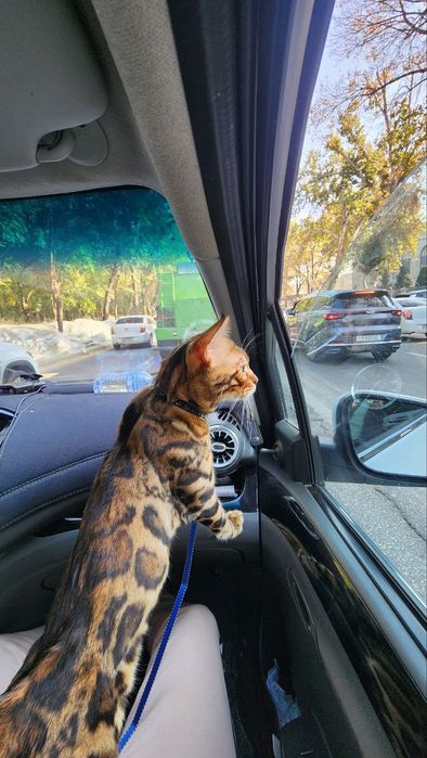 Mushuk bengal sotiladi