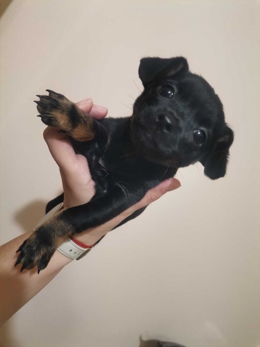 Мини пинчери   1 мъжко и 2женски