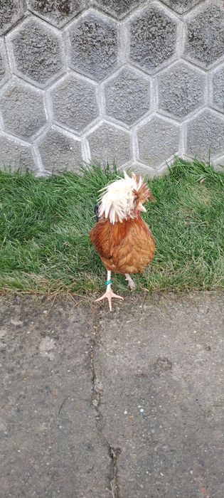 Vand cocos motata olandeza tanar 2025