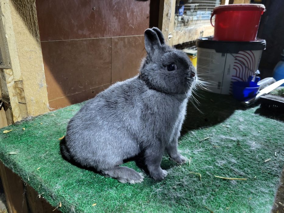 Iepurași pitici de companie