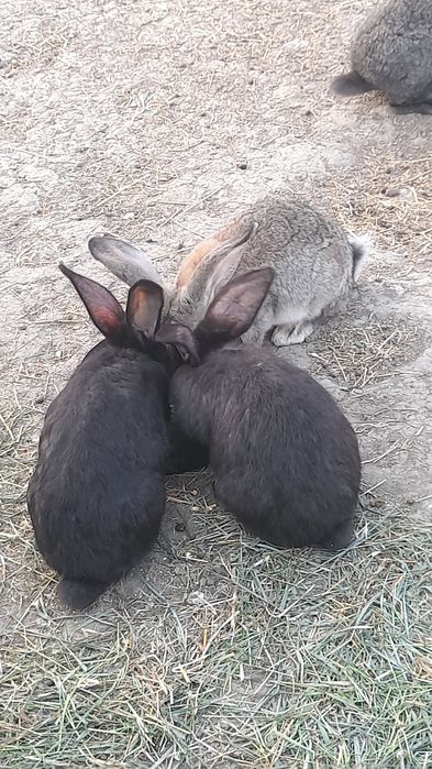 Se vinde 10 epuri uriaș german