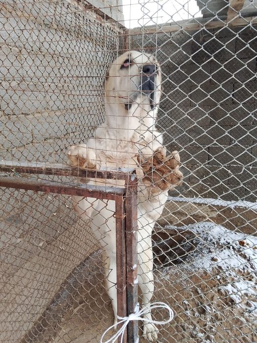 Продается собака азиат Девочка.
