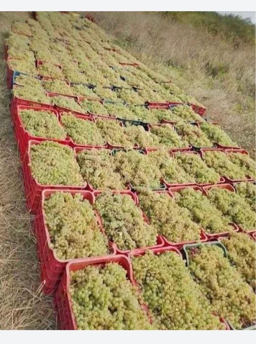 Vând strugurii de vin