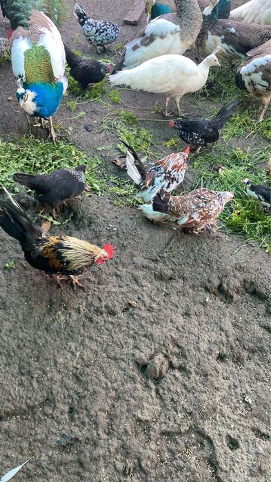 Tineret pauni si gainuse americane