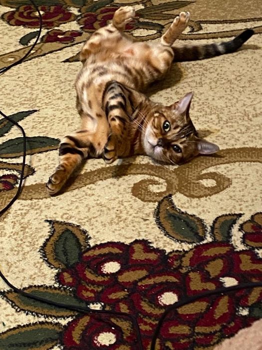 Ищем котика на случку