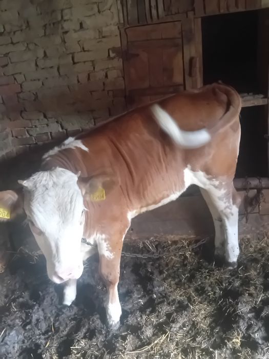 Vând vitea de aproximativ 200kg