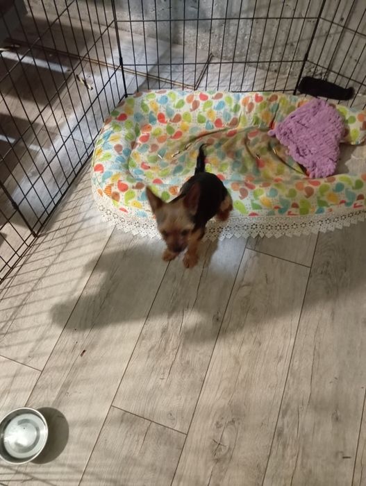 Вязка йоркширских терьеров