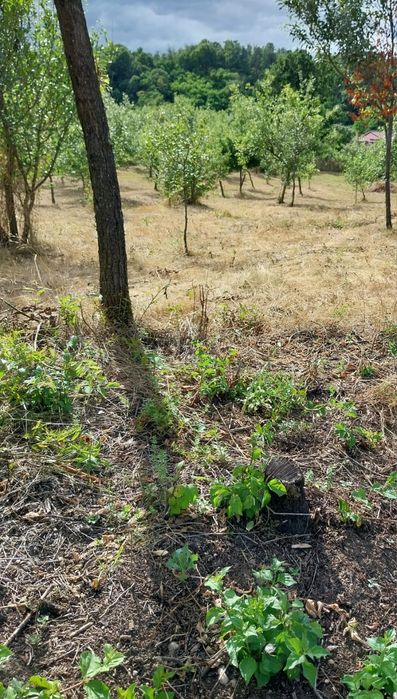 Intravilan Milcoiu jud Vâlcea