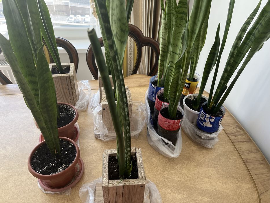 Сансевиерия (цветы комнатные)