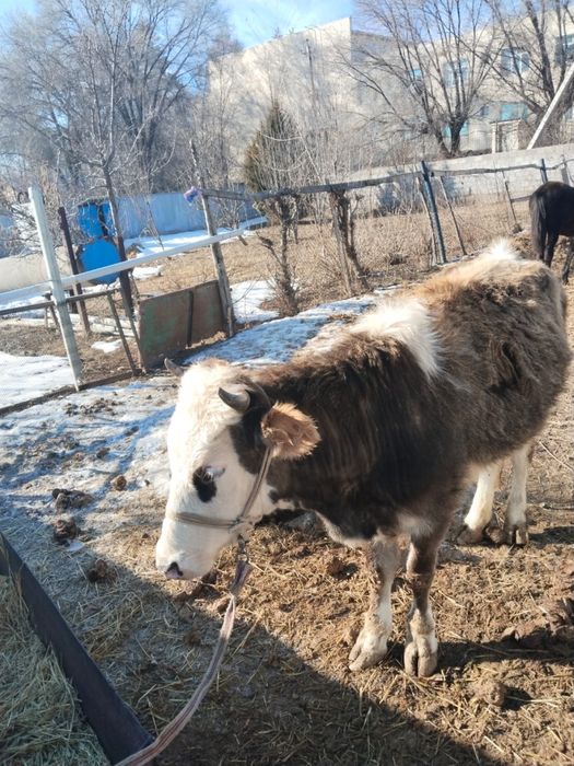 Семіз құнажын сатылады
