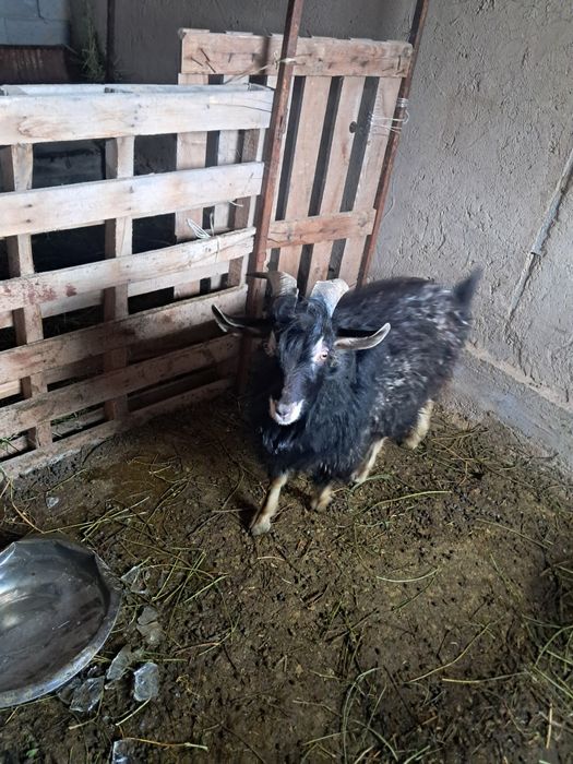 Сәлеметсіздер ме