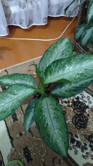 Продам комнатный цветок