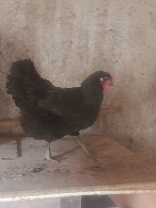 Инкубационный яицо Джерси гигант