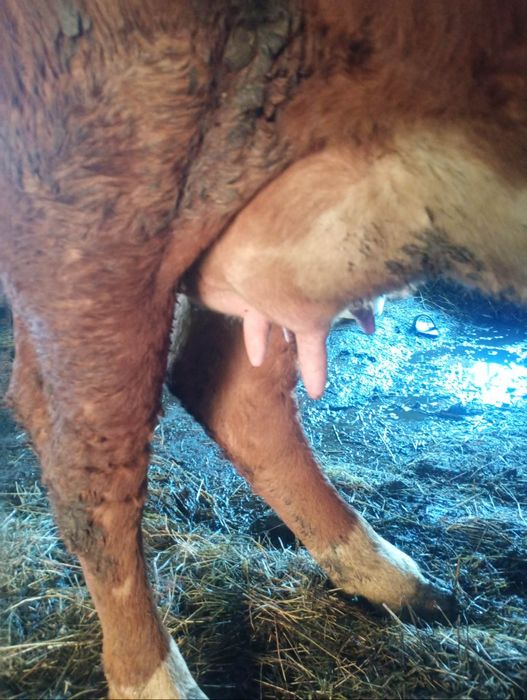 Vând jiuninca la prima fatare