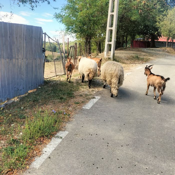 Vind 3 căprițe un țap o oaie și un berbec