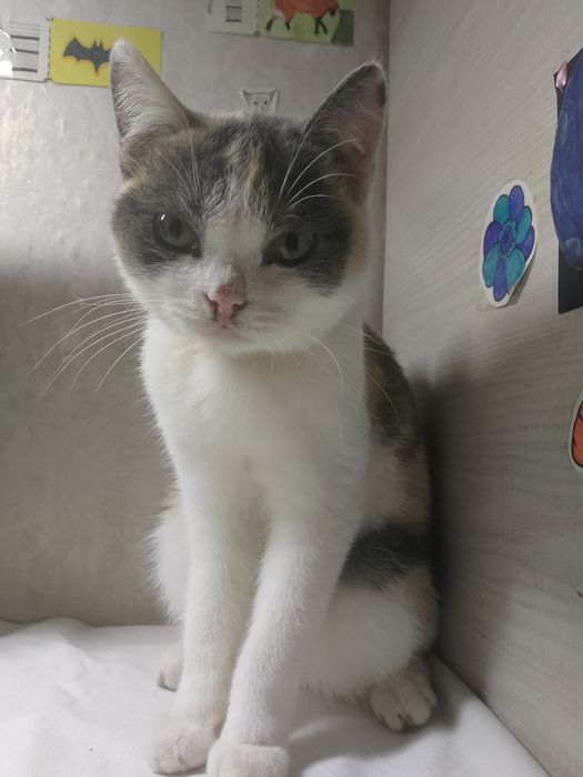Кот и кошка в добрые руки