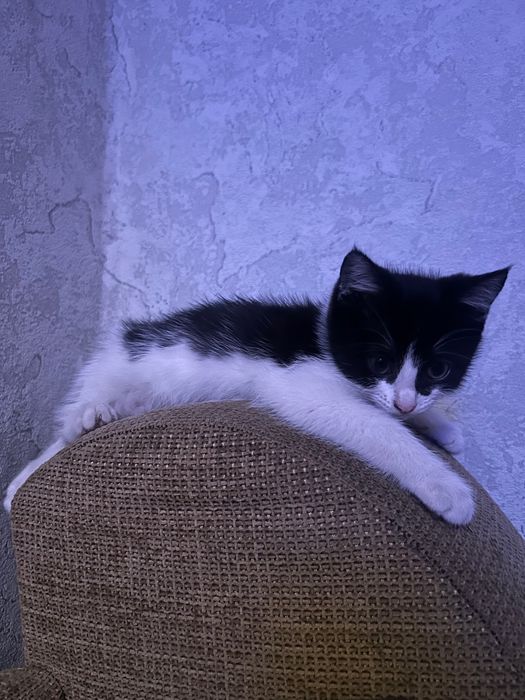 Отдам кошечку в хорошие руки