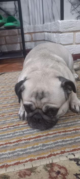 Мопс девочка продам